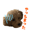 こいぬのハル（個別スタンプ：15）