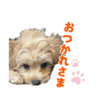 こいぬのハル（個別スタンプ：17）