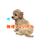 こいぬのハル（個別スタンプ：18）