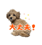 こいぬのハル（個別スタンプ：19）