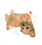 こいぬのハル（個別スタンプ：21）