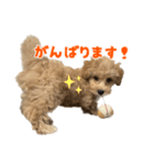 こいぬのハル（個別スタンプ：22）
