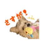 こいぬのハル（個別スタンプ：25）