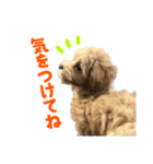 こいぬのハル（個別スタンプ：26）