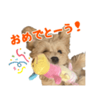 こいぬのハル（個別スタンプ：27）