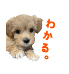 こいぬのハル（個別スタンプ：31）