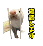 フェレズスタンプ③ 敬語・丁寧語編（個別スタンプ：1）