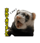 フェレズスタンプ③ 敬語・丁寧語編（個別スタンプ：2）