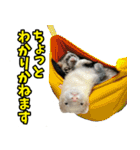 フェレズスタンプ③ 敬語・丁寧語編（個別スタンプ：3）