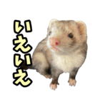 フェレズスタンプ③ 敬語・丁寧語編（個別スタンプ：4）
