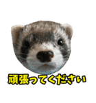 フェレズスタンプ③ 敬語・丁寧語編（個別スタンプ：5）