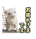 フェレズスタンプ③ 敬語・丁寧語編（個別スタンプ：6）