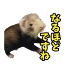 フェレズスタンプ③ 敬語・丁寧語編（個別スタンプ：7）