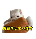 フェレズスタンプ③ 敬語・丁寧語編（個別スタンプ：8）