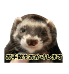 フェレズスタンプ③ 敬語・丁寧語編（個別スタンプ：9）