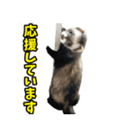 フェレズスタンプ③ 敬語・丁寧語編（個別スタンプ：11）