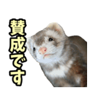 フェレズスタンプ③ 敬語・丁寧語編（個別スタンプ：12）