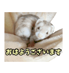 フェレズスタンプ③ 敬語・丁寧語編（個別スタンプ：14）