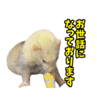 フェレズスタンプ③ 敬語・丁寧語編（個別スタンプ：15）