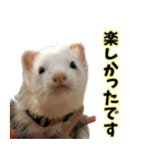 フェレズスタンプ③ 敬語・丁寧語編（個別スタンプ：16）