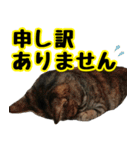 フェレズスタンプ③ 敬語・丁寧語編（個別スタンプ：17）