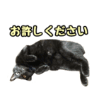 フェレズスタンプ③ 敬語・丁寧語編（個別スタンプ：18）