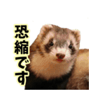 フェレズスタンプ③ 敬語・丁寧語編（個別スタンプ：20）