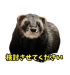 フェレズスタンプ③ 敬語・丁寧語編（個別スタンプ：21）