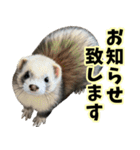フェレズスタンプ③ 敬語・丁寧語編（個別スタンプ：22）