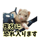 フェレズスタンプ③ 敬語・丁寧語編（個別スタンプ：23）