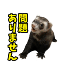 フェレズスタンプ③ 敬語・丁寧語編（個別スタンプ：24）