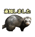 フェレズスタンプ③ 敬語・丁寧語編（個別スタンプ：25）