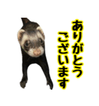 フェレズスタンプ③ 敬語・丁寧語編（個別スタンプ：26）