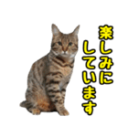 フェレズスタンプ③ 敬語・丁寧語編（個別スタンプ：27）