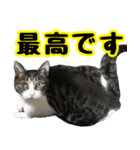 フェレズスタンプ③ 敬語・丁寧語編（個別スタンプ：28）