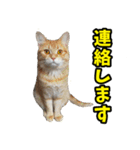 フェレズスタンプ③ 敬語・丁寧語編（個別スタンプ：29）