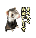 フェレズスタンプ③ 敬語・丁寧語編（個別スタンプ：30）