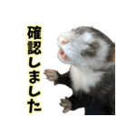 フェレズスタンプ③ 敬語・丁寧語編（個別スタンプ：31）