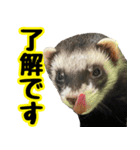 フェレズスタンプ③ 敬語・丁寧語編（個別スタンプ：32）