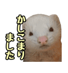 フェレズスタンプ③ 敬語・丁寧語編（個別スタンプ：33）