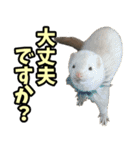 フェレズスタンプ③ 敬語・丁寧語編（個別スタンプ：35）