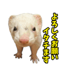 フェレズスタンプ③ 敬語・丁寧語編（個別スタンプ：36）