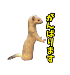 フェレズスタンプ③ 敬語・丁寧語編（個別スタンプ：37）