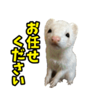 フェレズスタンプ③ 敬語・丁寧語編（個別スタンプ：38）