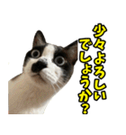 フェレズスタンプ③ 敬語・丁寧語編（個別スタンプ：39）