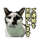 フェレズスタンプ③ 敬語・丁寧語編（個別スタンプ：40）