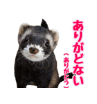 フェレズスタンプ④ 方言編（個別スタンプ：5）
