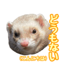 フェレズスタンプ④ 方言編（個別スタンプ：6）