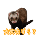 フェレズスタンプ④ 方言編（個別スタンプ：10）