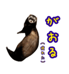 フェレズスタンプ④ 方言編（個別スタンプ：11）